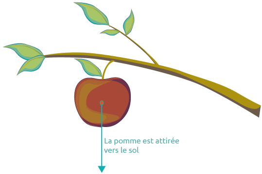 Action mécanique de pesanteur sur une pomme attirée par le sol.